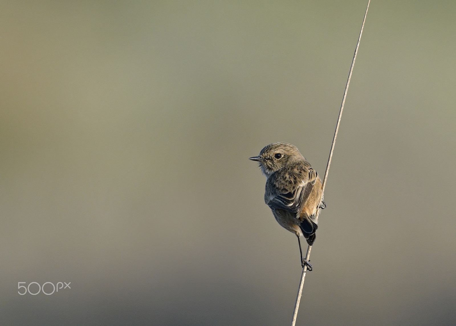 Nikon D7100 + Nikon AF-S Nikkor 500mm F4G ED VR sample photo. Stonechat photography