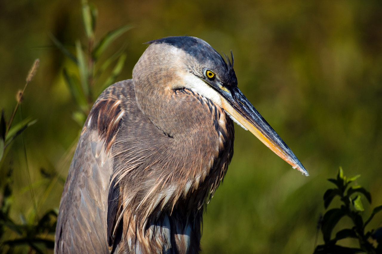 Canon EF 600mm f/4L IS sample photo