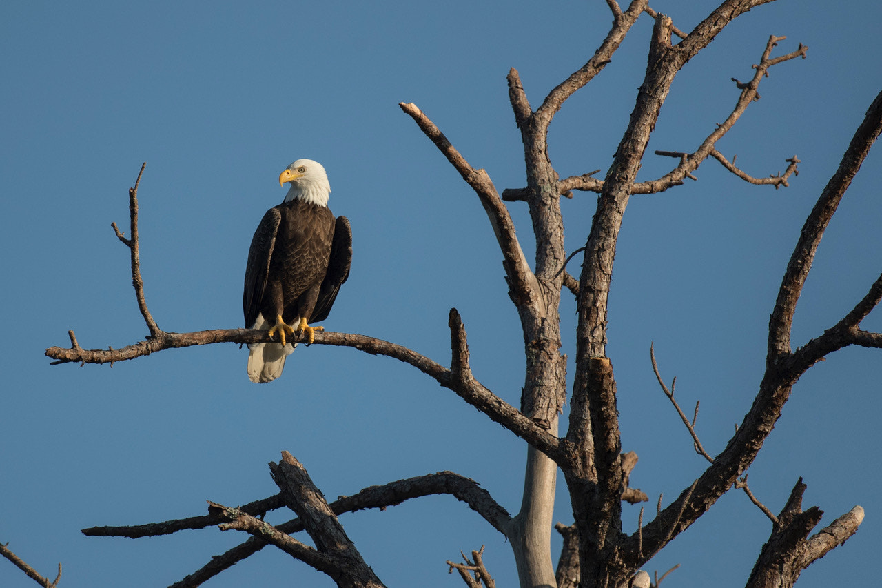 Canon EF 600mm f/4L IS sample photo