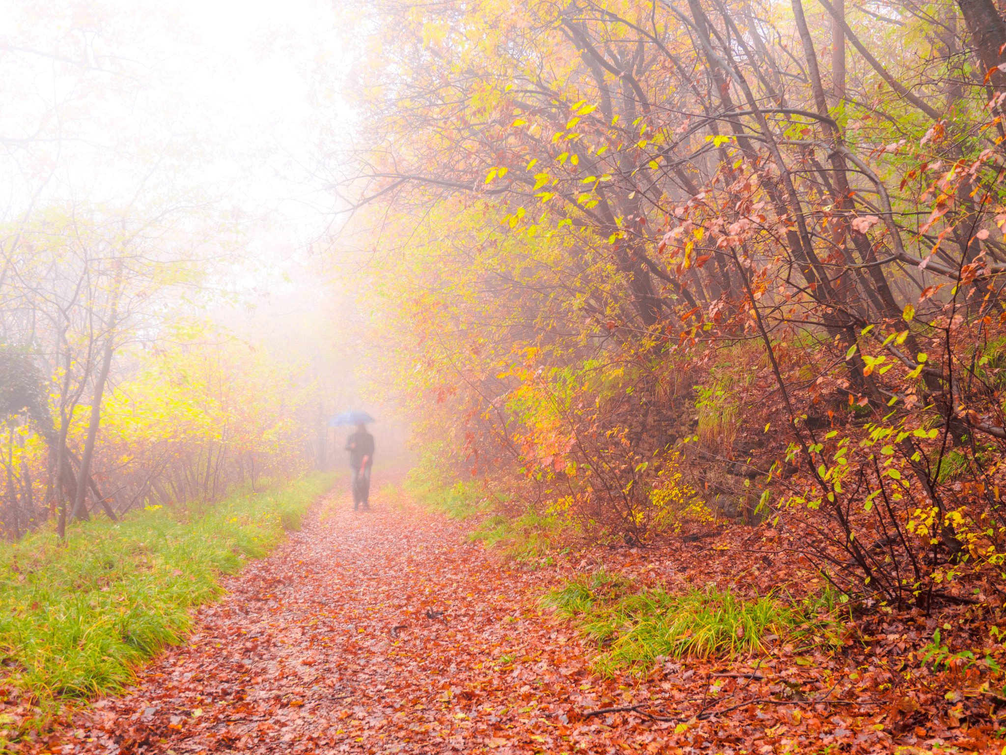 Olympus OM-D E-M10 + OLYMPUS M.9-18mm F4.0-5.6 sample photo. Autumnal mood photography