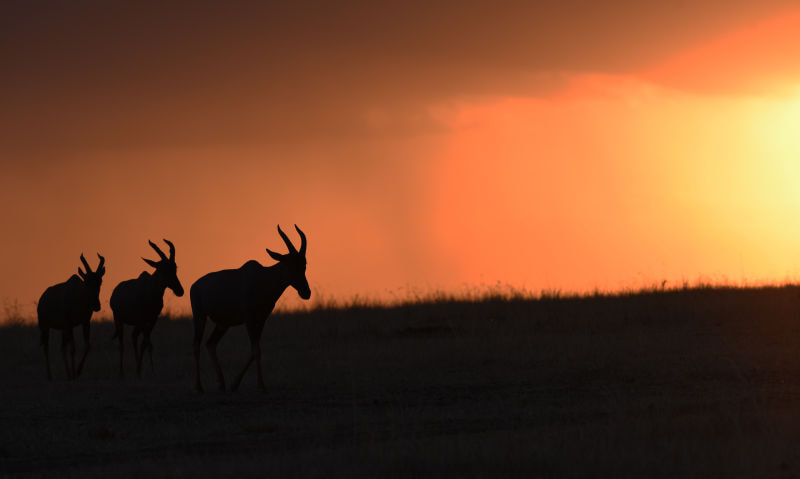 Nikon D750 sample photo. Massai mara at dawn photography