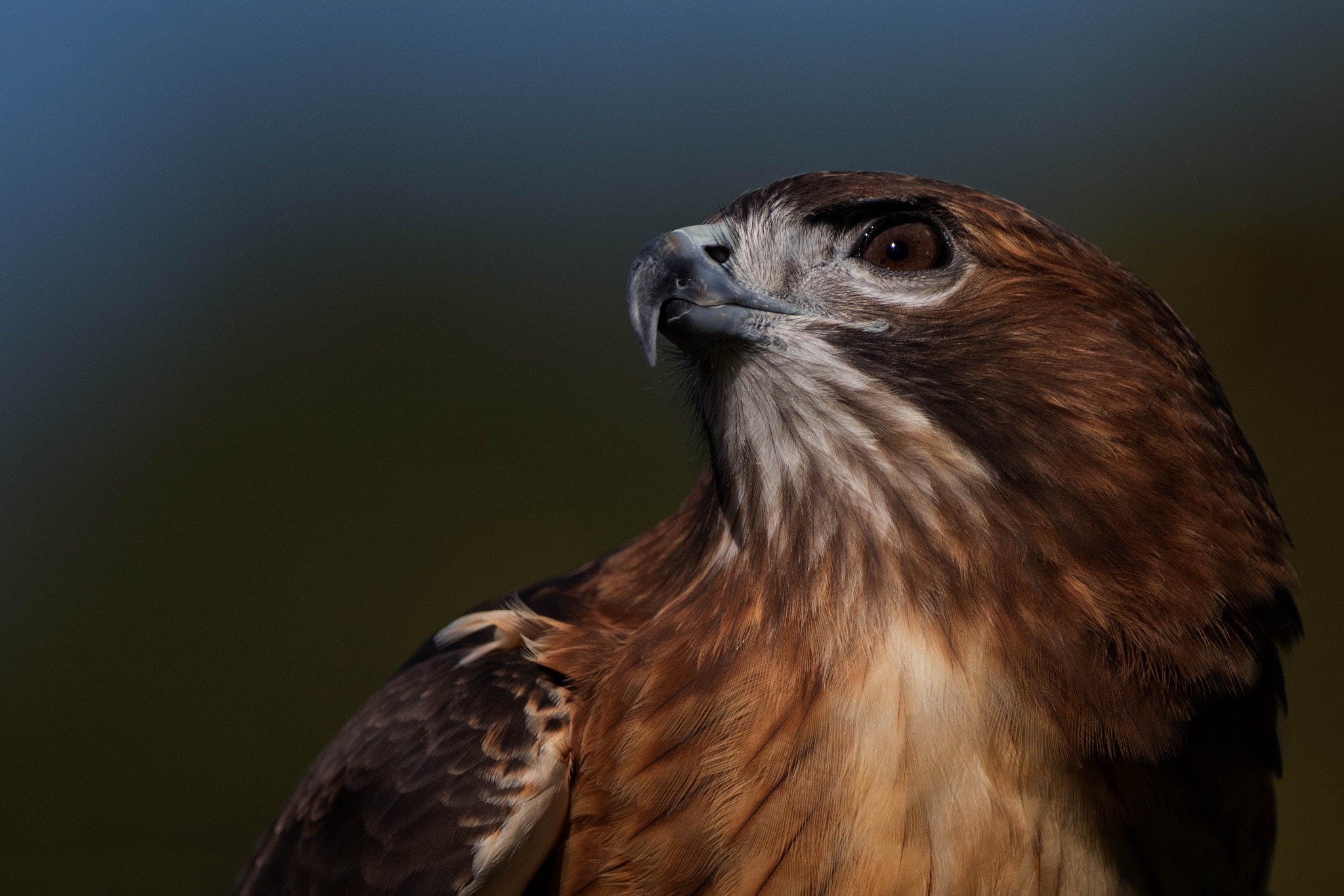 Canon EOS 80D sample photo. Pepe a red tailed hawk photography