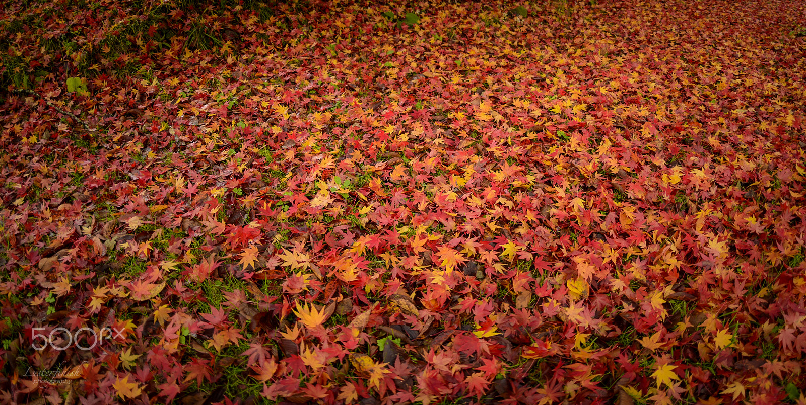 Nikon D810 + Sigma 15mm F2.8 EX DG Diagonal Fisheye sample photo. Leaves and colorful photography