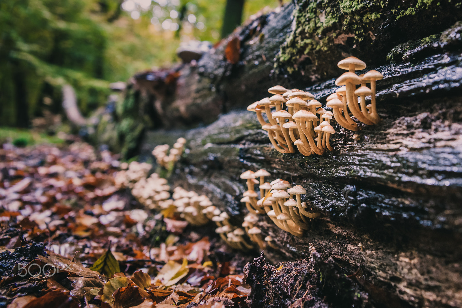 Sony Alpha DSLR-A900 sample photo. Wild mushrooms at autumn in forrest photography