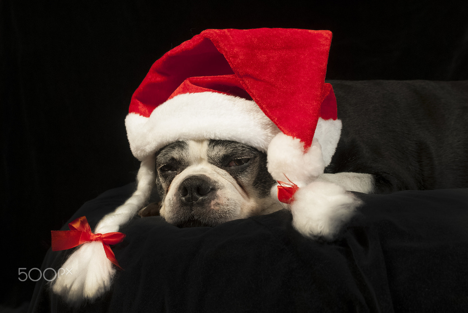 Nikon D200 + AF Zoom-Nikkor 35-70mm f/2.8D sample photo. Christmas with boston terrier photography