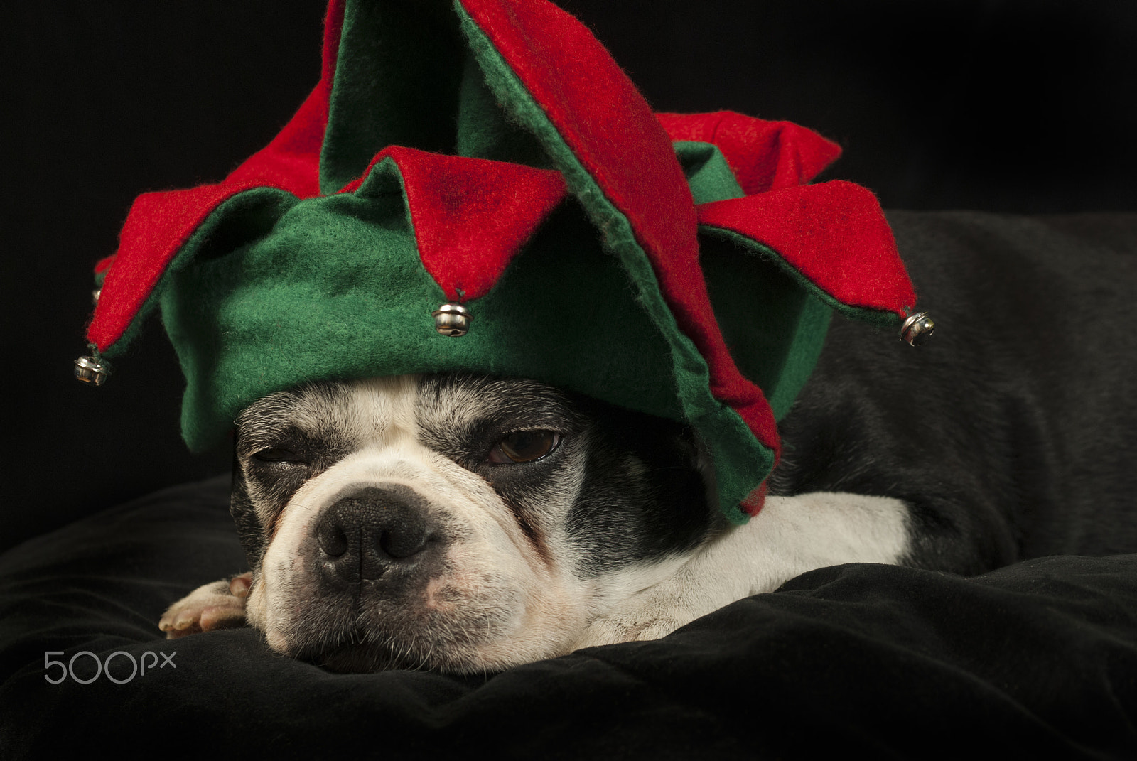 Nikon D200 + AF Zoom-Nikkor 35-70mm f/2.8D sample photo. Christmas with boston terrier photography