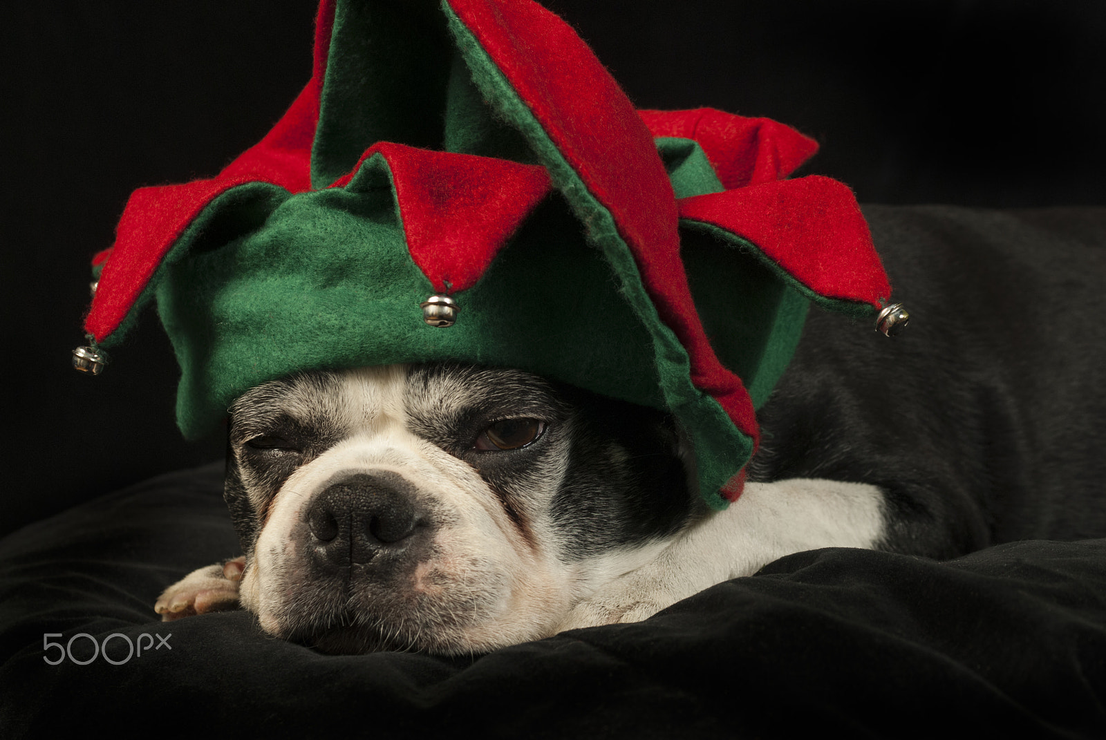 Nikon D200 sample photo. Christmas with boston terrier photography