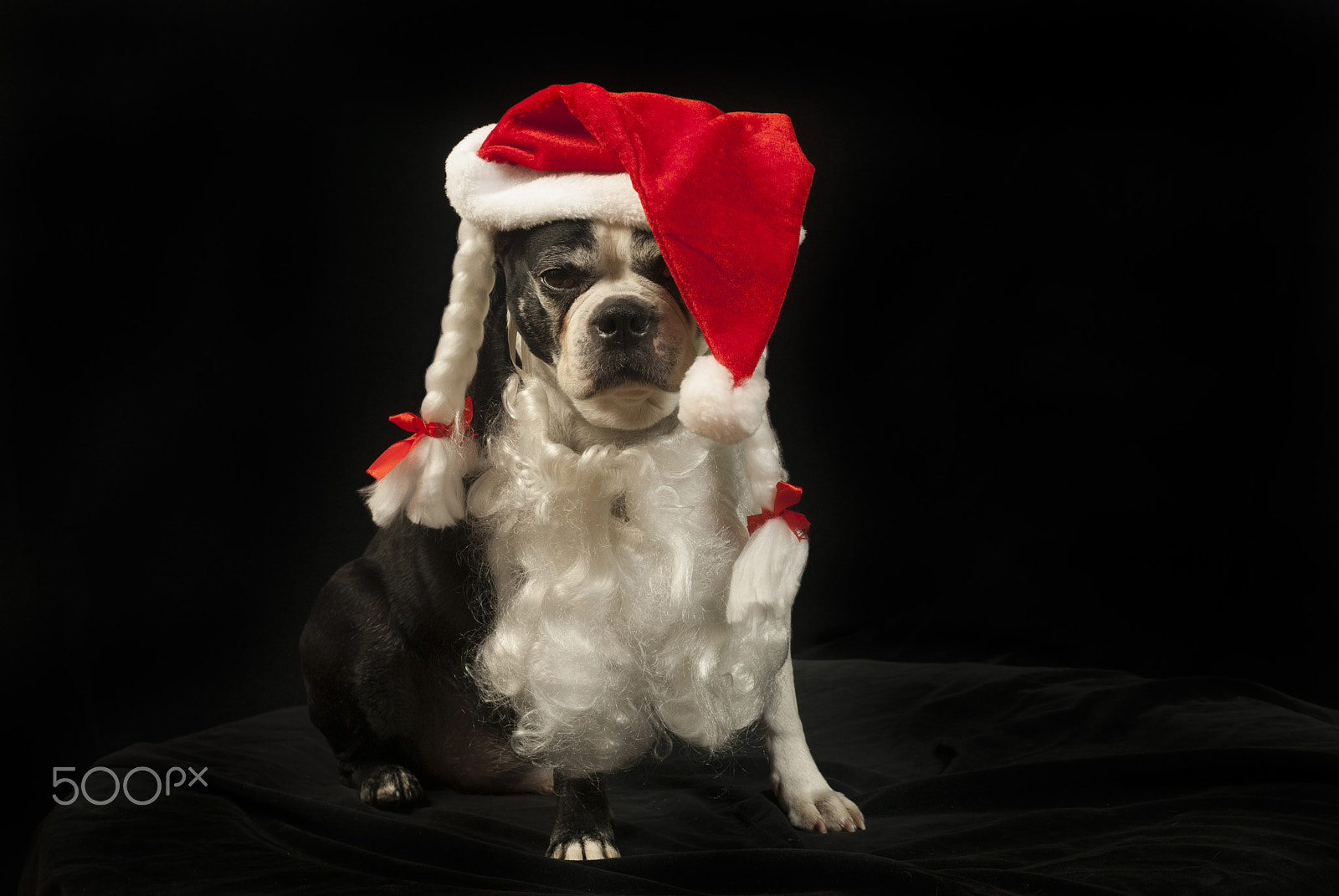 Nikon D200 sample photo. Christmas with boston terrier photography