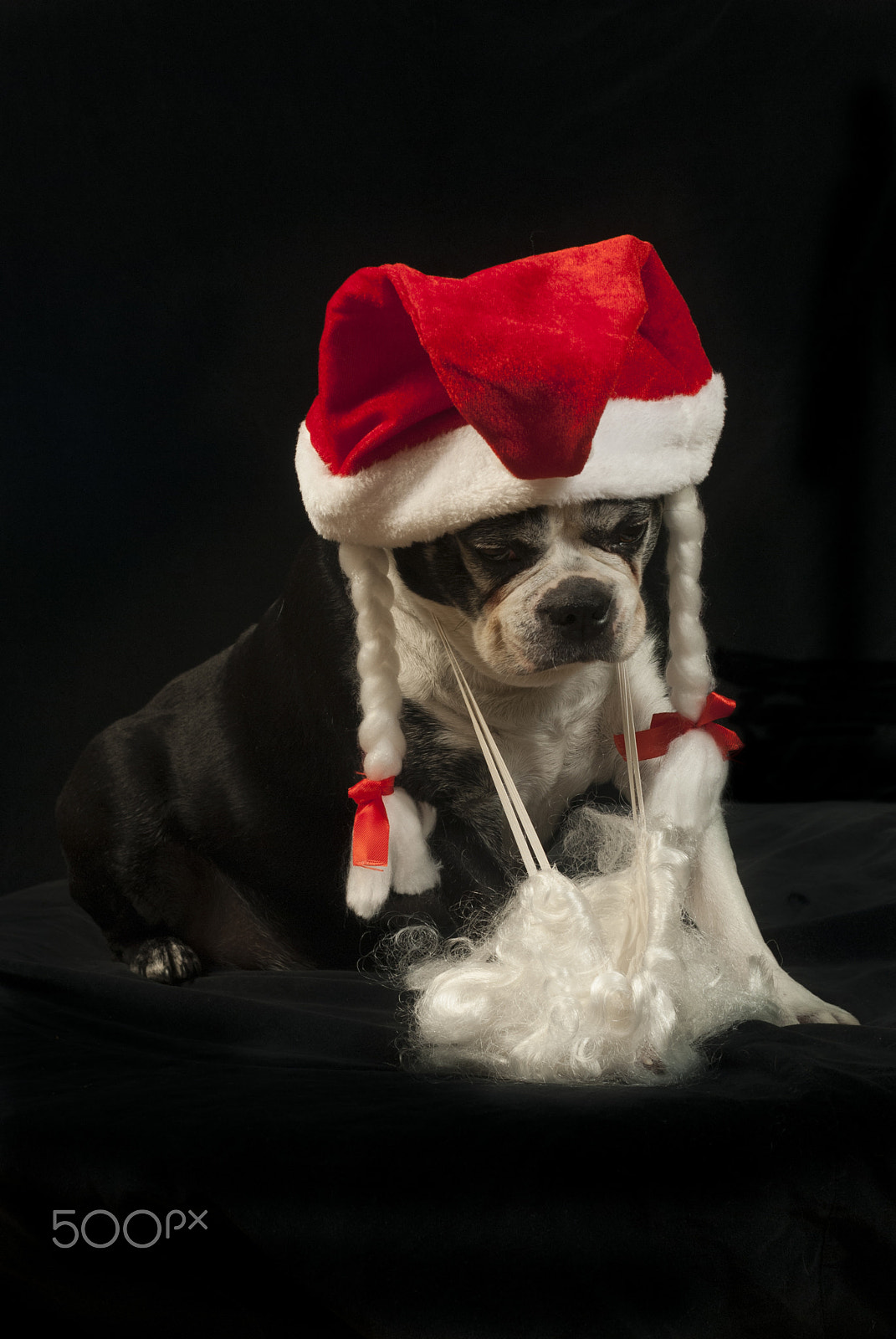 Nikon D200 + AF Zoom-Nikkor 35-70mm f/2.8D sample photo. Christmas with boston terrier photography