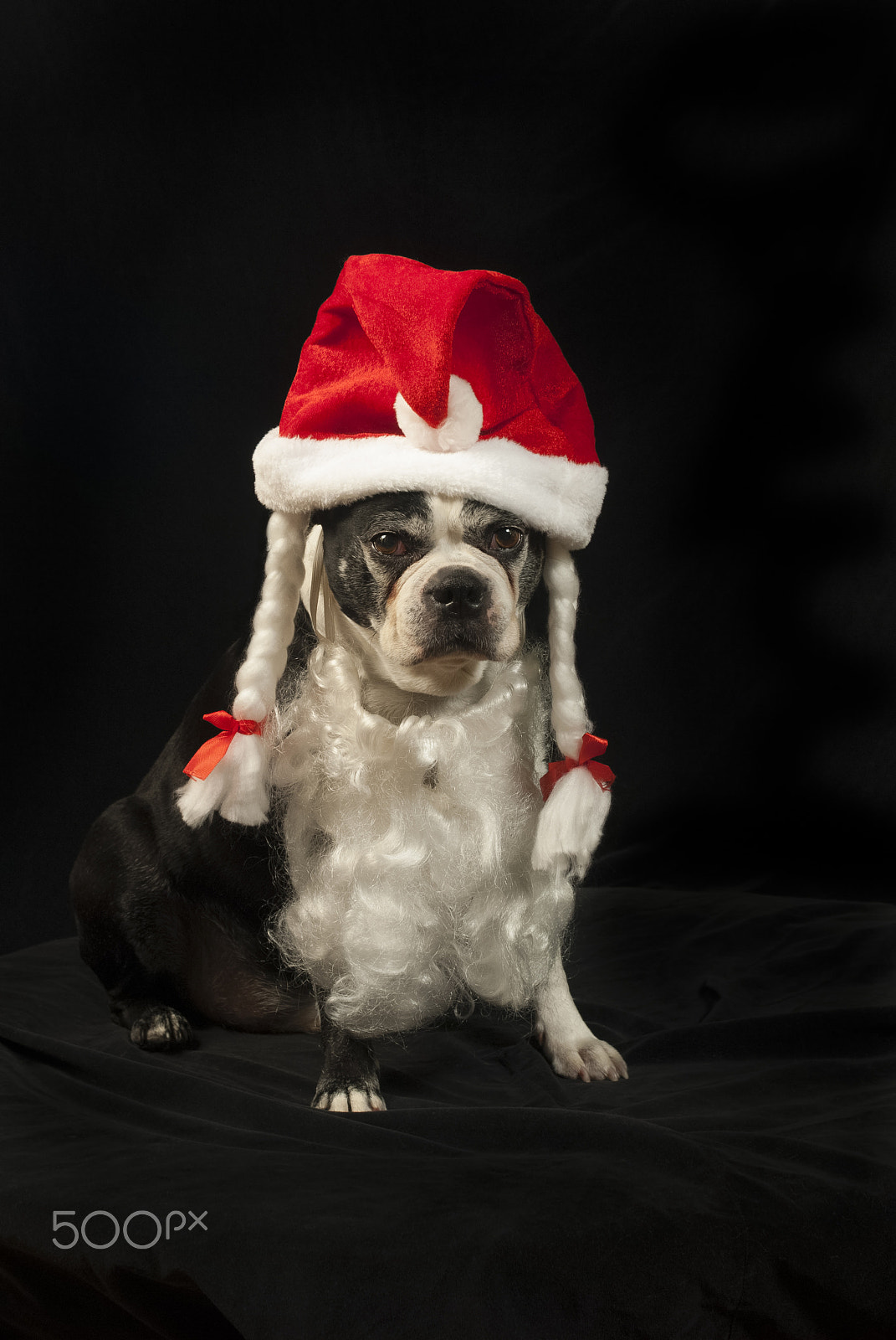 Nikon D200 + AF Zoom-Nikkor 35-70mm f/2.8D sample photo. Christmas with boston terrier photography