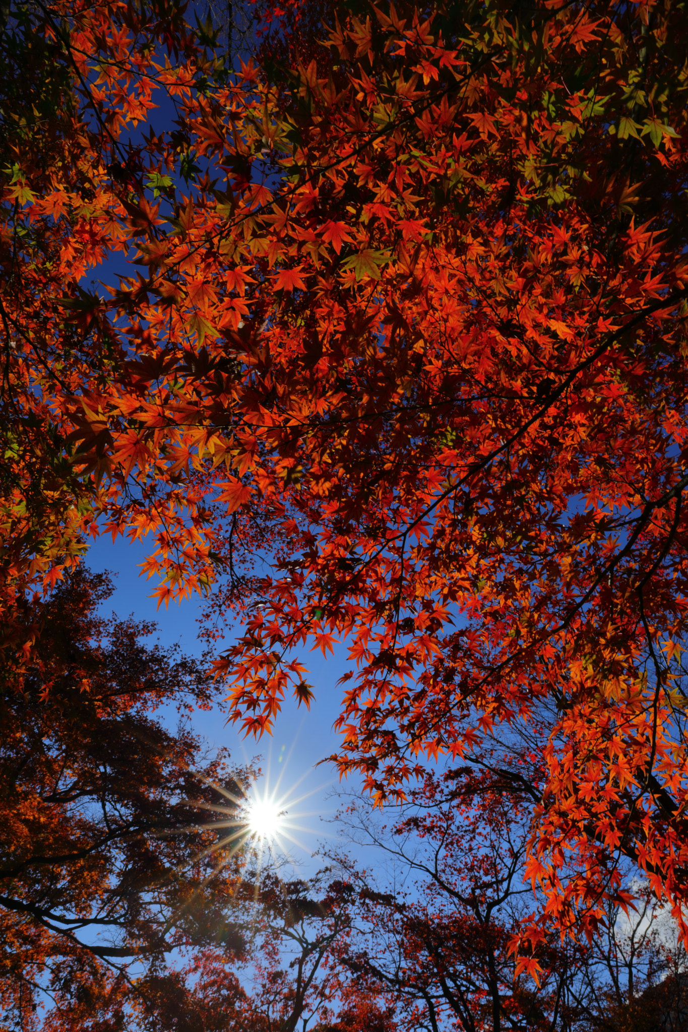 Canon EOS 5D Mark IV + Canon EF 16-35mm F2.8L III USM sample photo. Autumn leaves in the blue sky photography