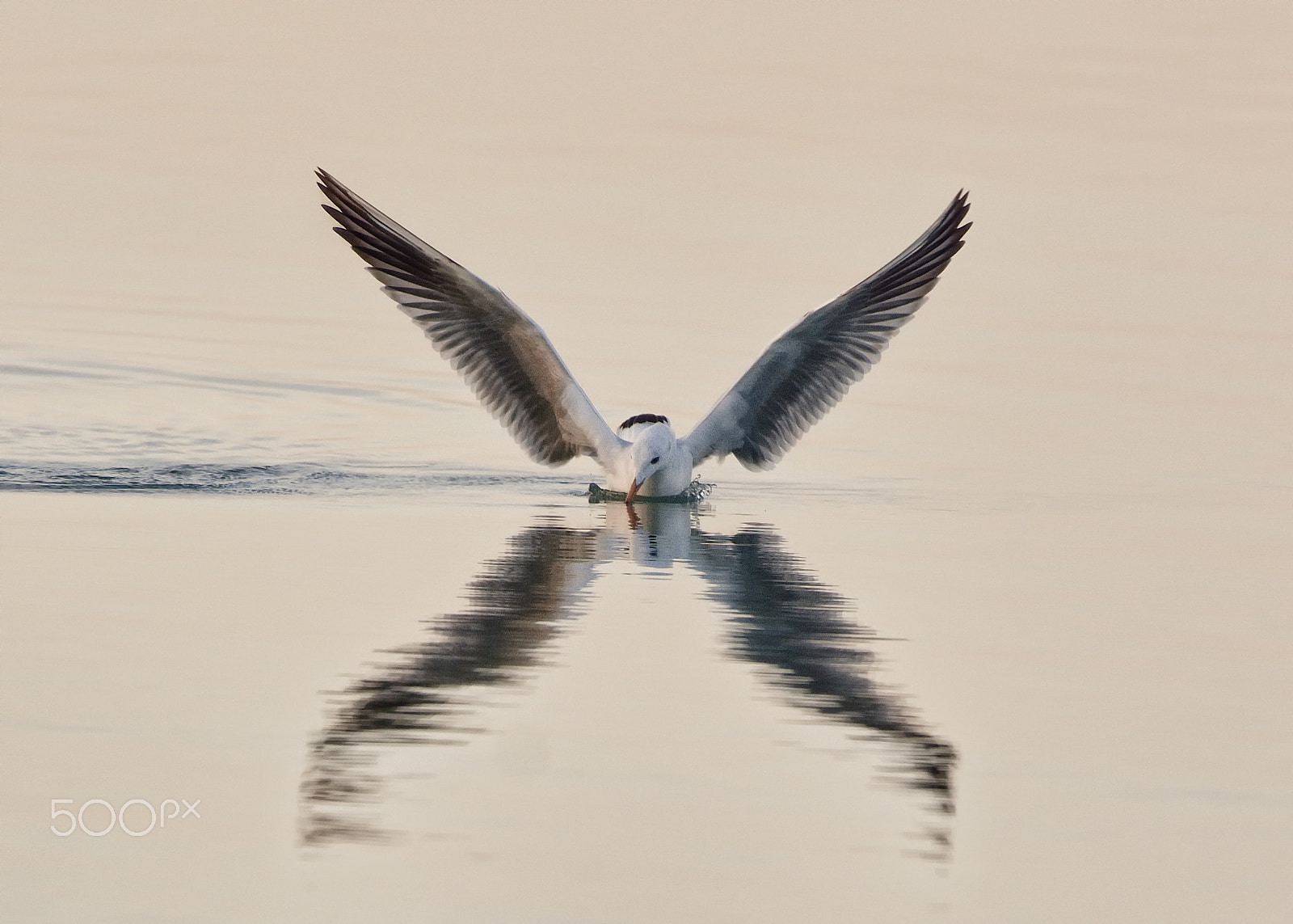 Nikon D7100 + Nikon AF-S Nikkor 500mm F4G ED VR sample photo. Angel photography