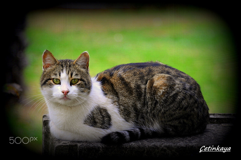 Nikon D3 sample photo. Hello photography