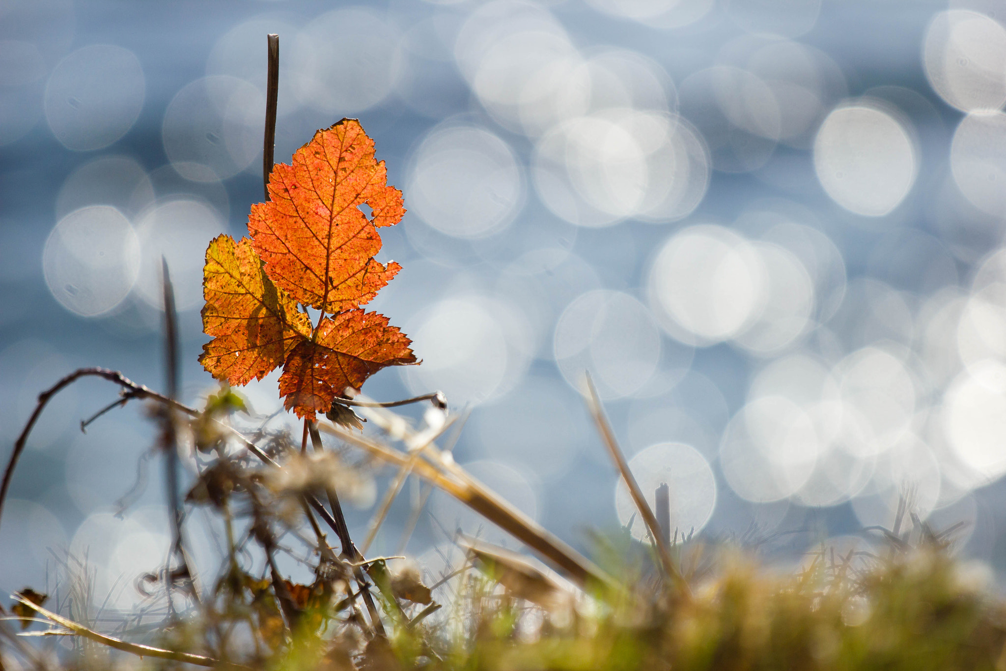 Canon EOS 550D (EOS Rebel T2i / EOS Kiss X4) + Canon EF 70-200mm F4L IS USM sample photo. Letztes blatt photography