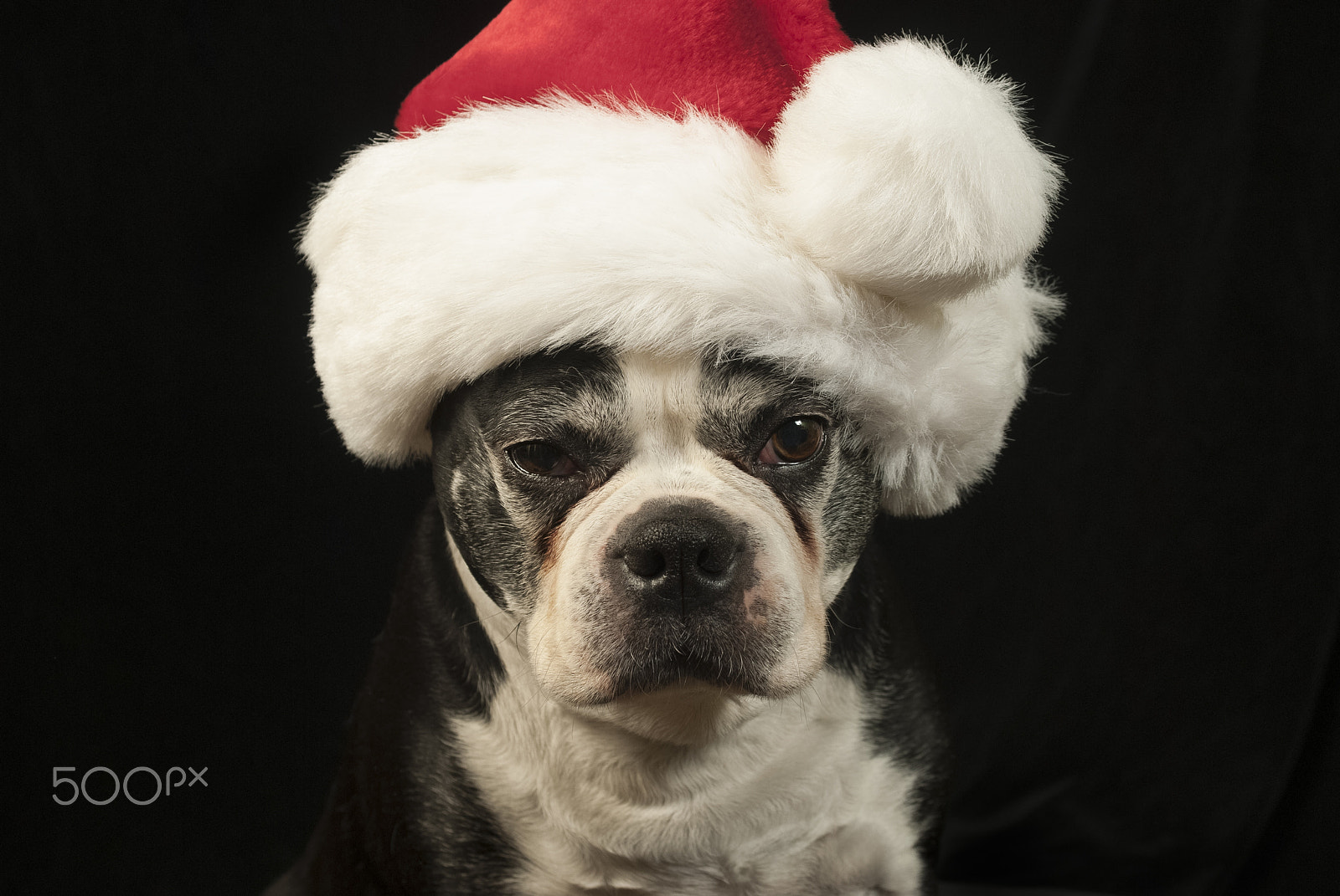 Nikon D200 + AF Zoom-Nikkor 35-70mm f/2.8D sample photo. Christmas with a boston terrier dog photography