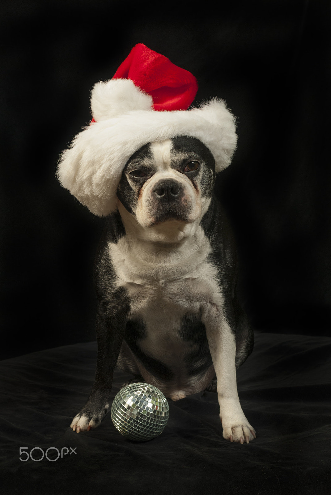 Nikon D200 sample photo. Christmas with a boston terrier dog photography