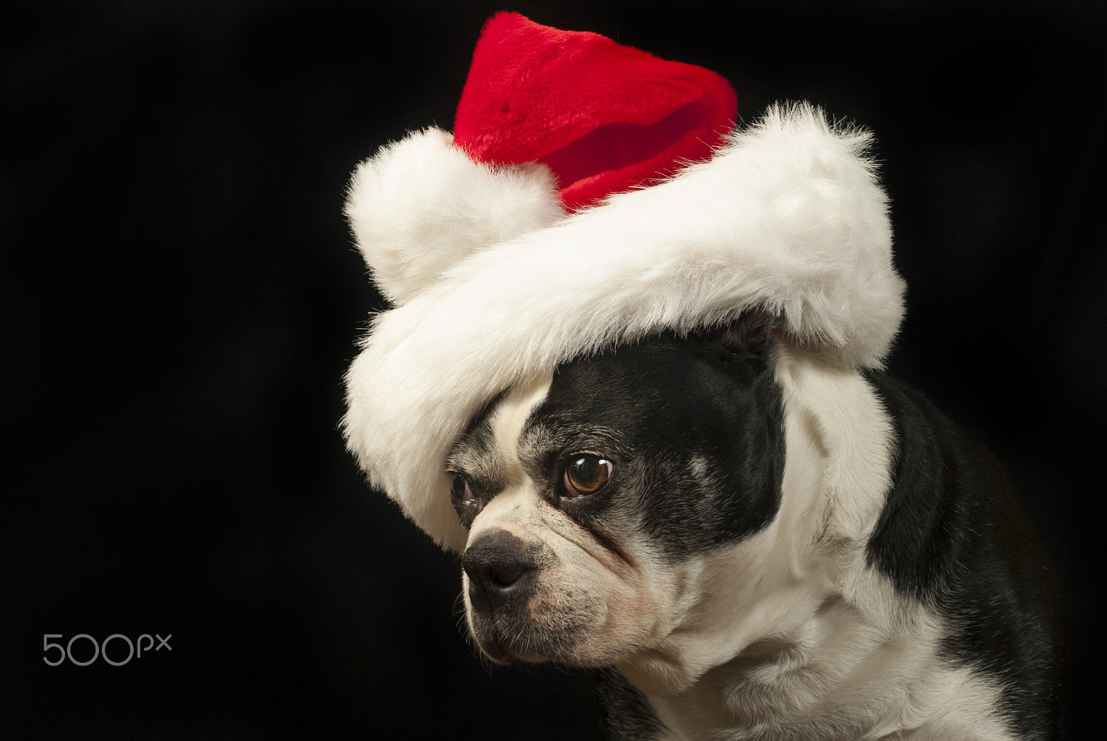 Nikon D200 + AF Zoom-Nikkor 35-70mm f/2.8D sample photo. Christmas with a boston terrier dog photography