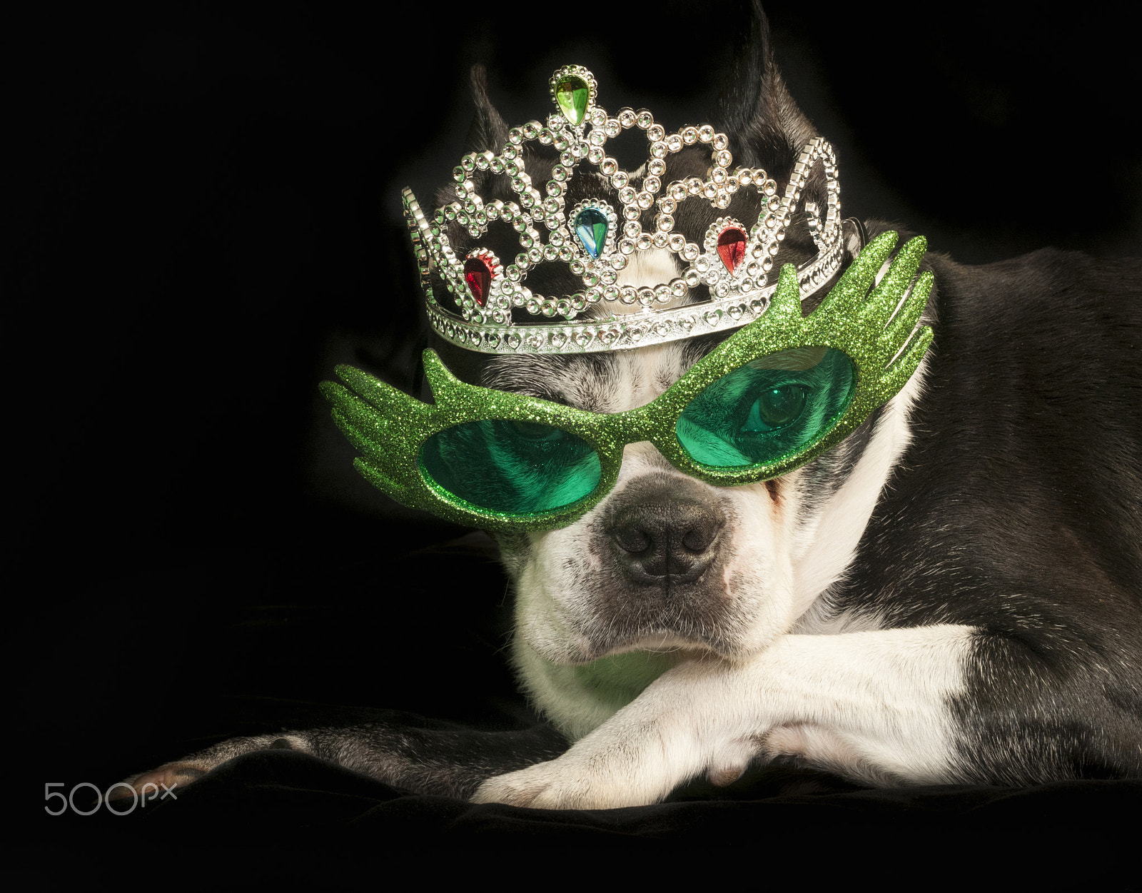 Nikon D300 + AF Zoom-Nikkor 35-70mm f/2.8D sample photo. Christmas with a boston terrier dog photography