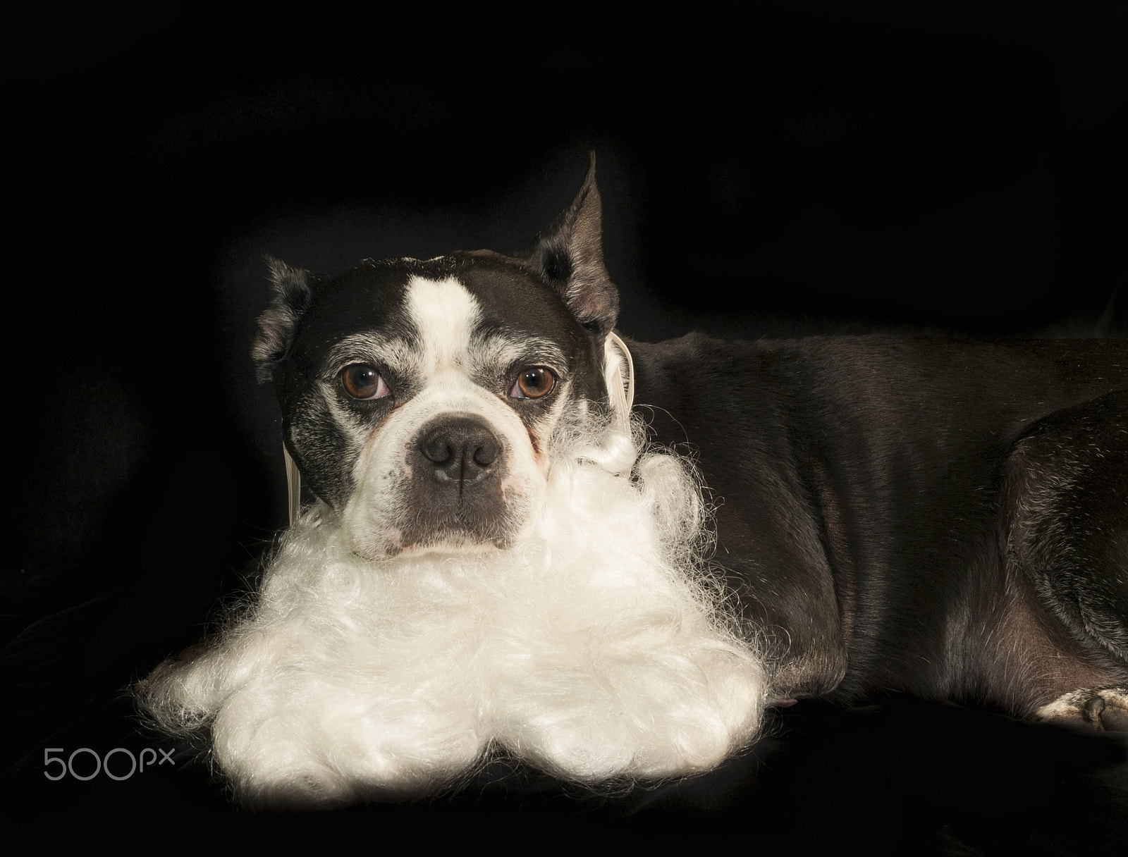 Nikon D300 + AF Zoom-Nikkor 35-70mm f/2.8D sample photo. Christmas with a boston terrier dog photography
