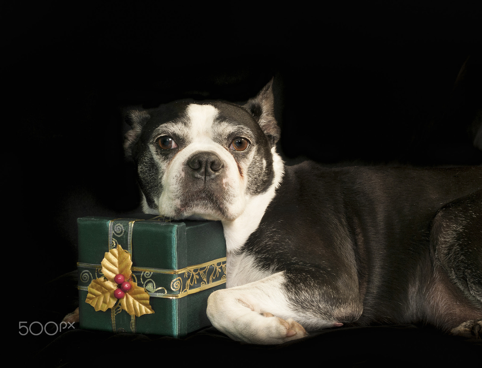 Nikon D300 + AF Zoom-Nikkor 35-70mm f/2.8D sample photo. Christmas with a boston terrier dog photography