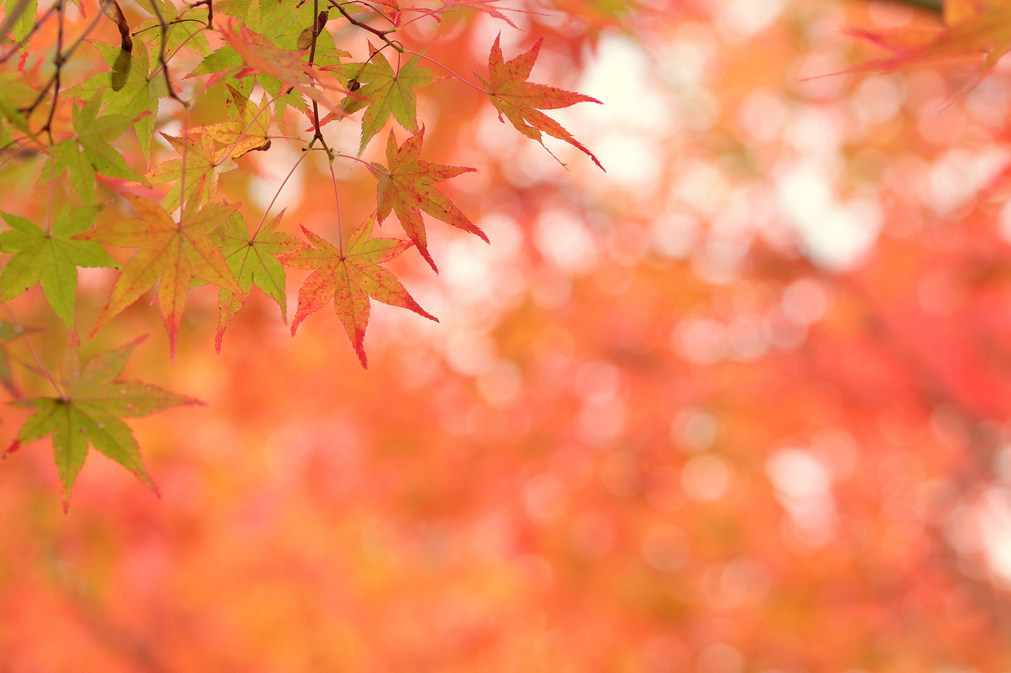 Canon EOS 650D (EOS Rebel T4i / EOS Kiss X6i) sample photo. Autumn colors photography