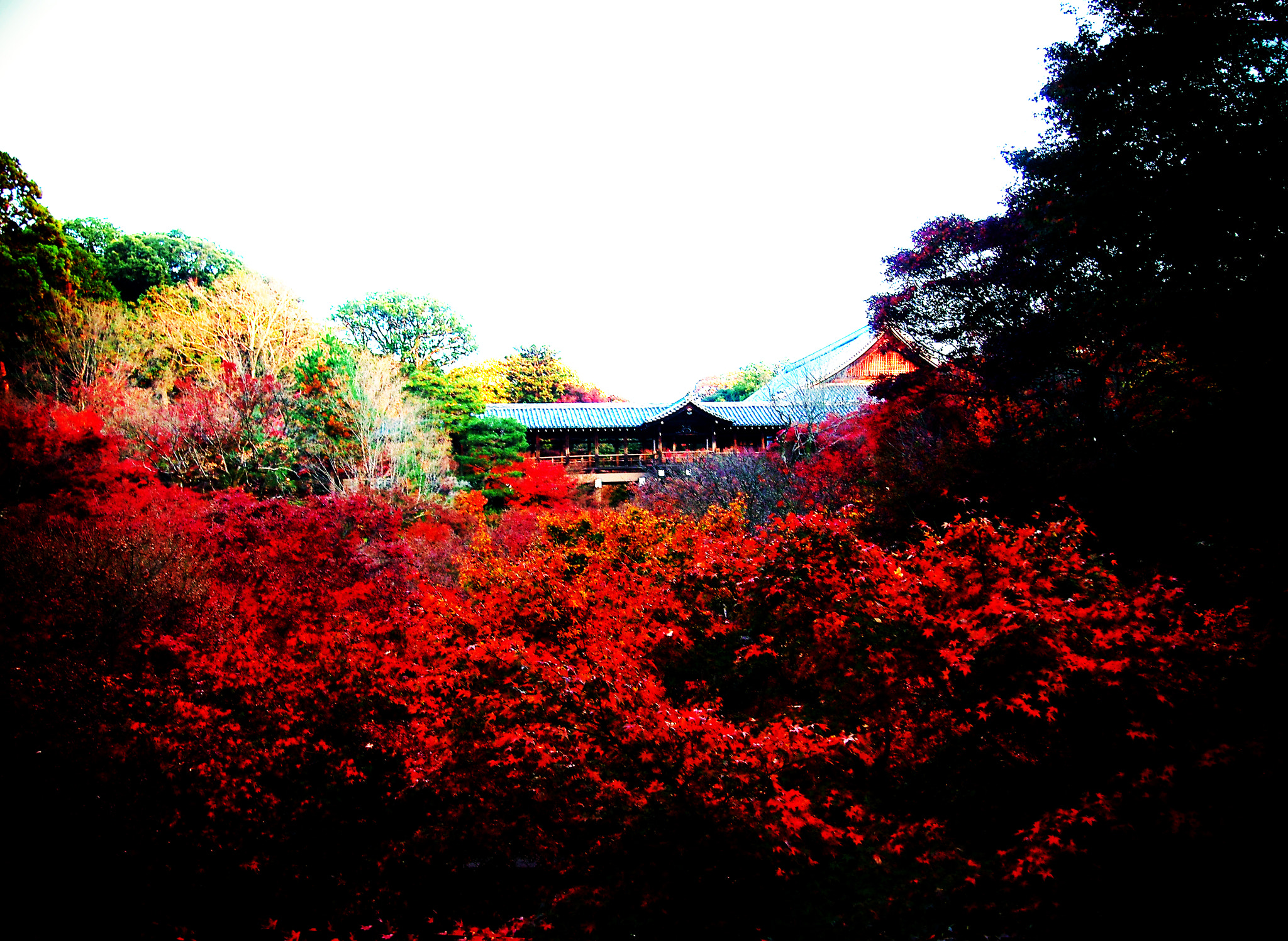 Olympus M.Zuiko Digital 14-42mm F3.5-5.6 II R sample photo. 紅葉 autumn colors photography