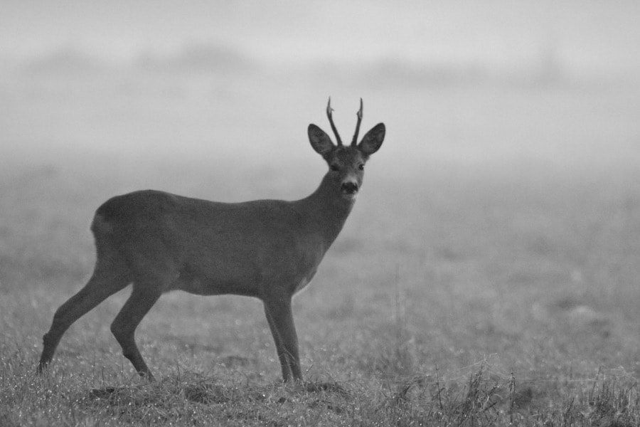 Sigma 150mm f/2.8 EX DG OS HSM APO Macro sample photo. Deer photography