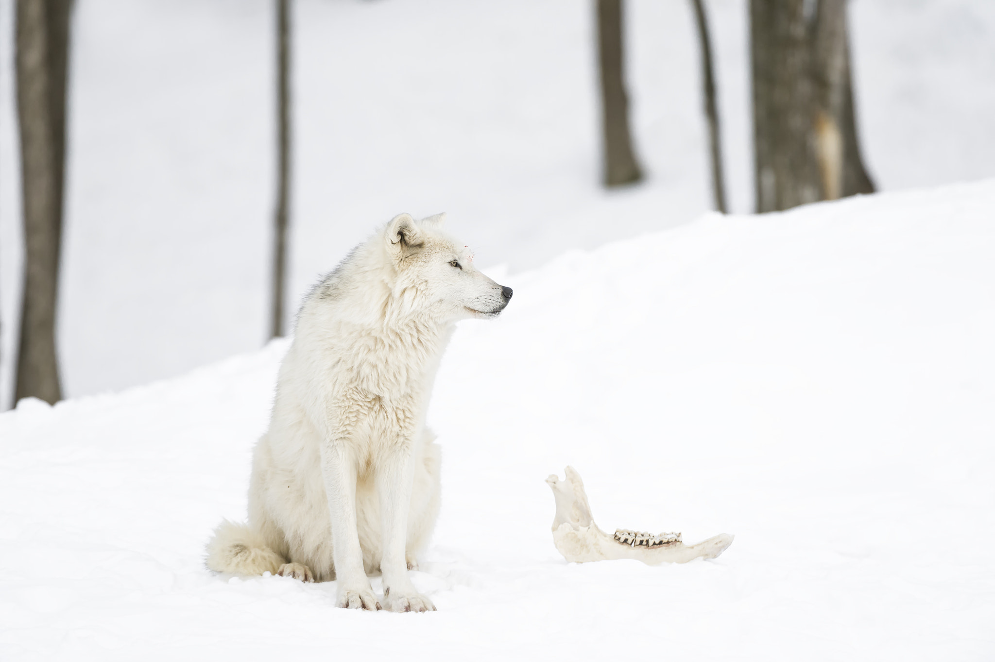 Nikon AF-S Nikkor 200-400mm F4G ED-IF VR sample photo. Wolf with chew toy... photography