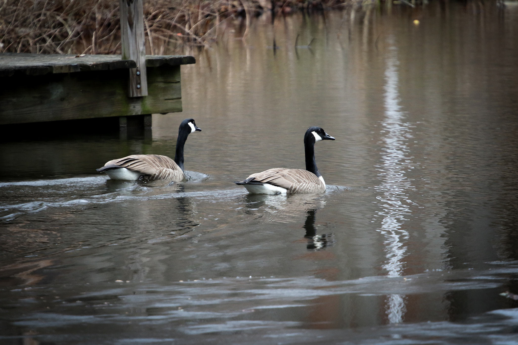 Canon EOS 7D Mark II + Canon EF 70-200mm F4L USM sample photo