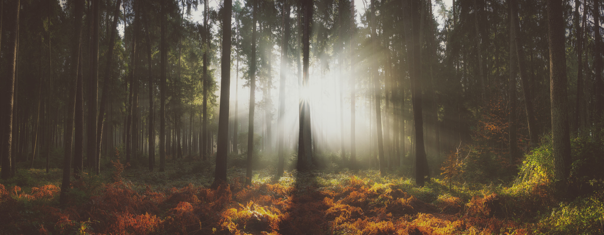 Sigma 24mm F1.4 DG HSM Art sample photo. Forest of equilibrium photography