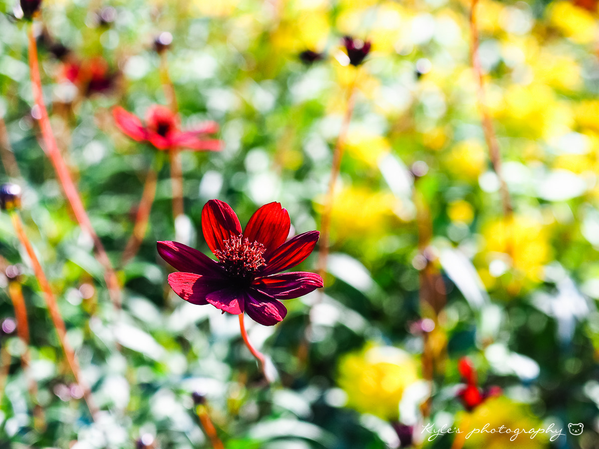 Olympus OM-D E-M1 + Olympus Zuiko Digital 14-54mm F2.8-3.5 II sample photo. 波斯菊 photography