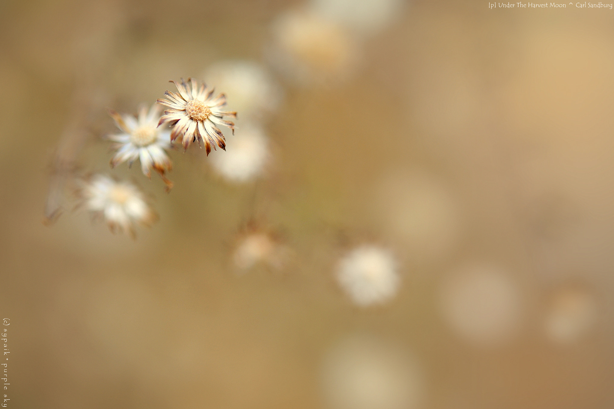 Nikon AF-S Micro-Nikkor 60mm F2.8G ED sample photo. Under the harvest moon photography