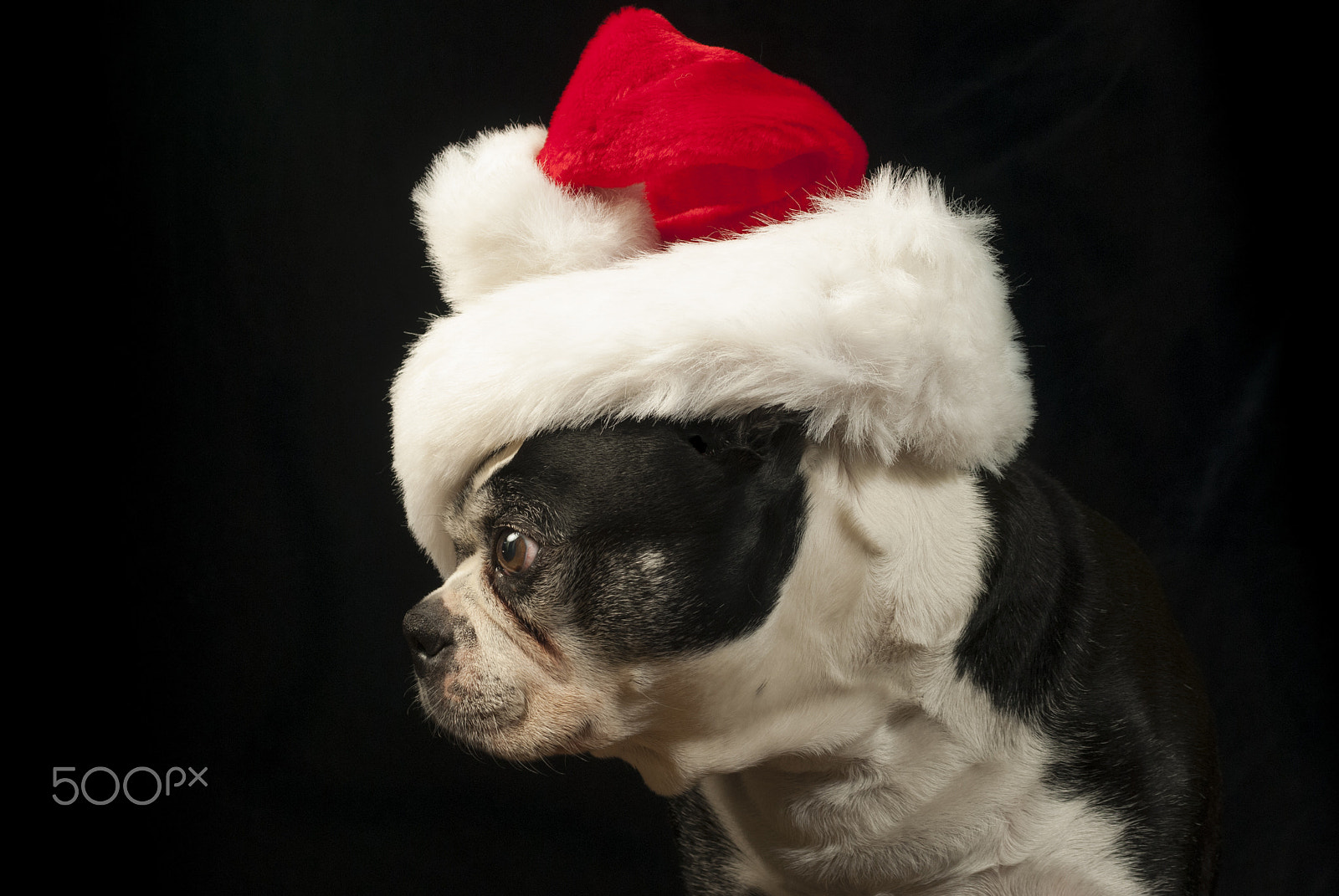 Nikon D200 + AF Zoom-Nikkor 35-70mm f/2.8D sample photo. Christmas with a boston terrier dog photography