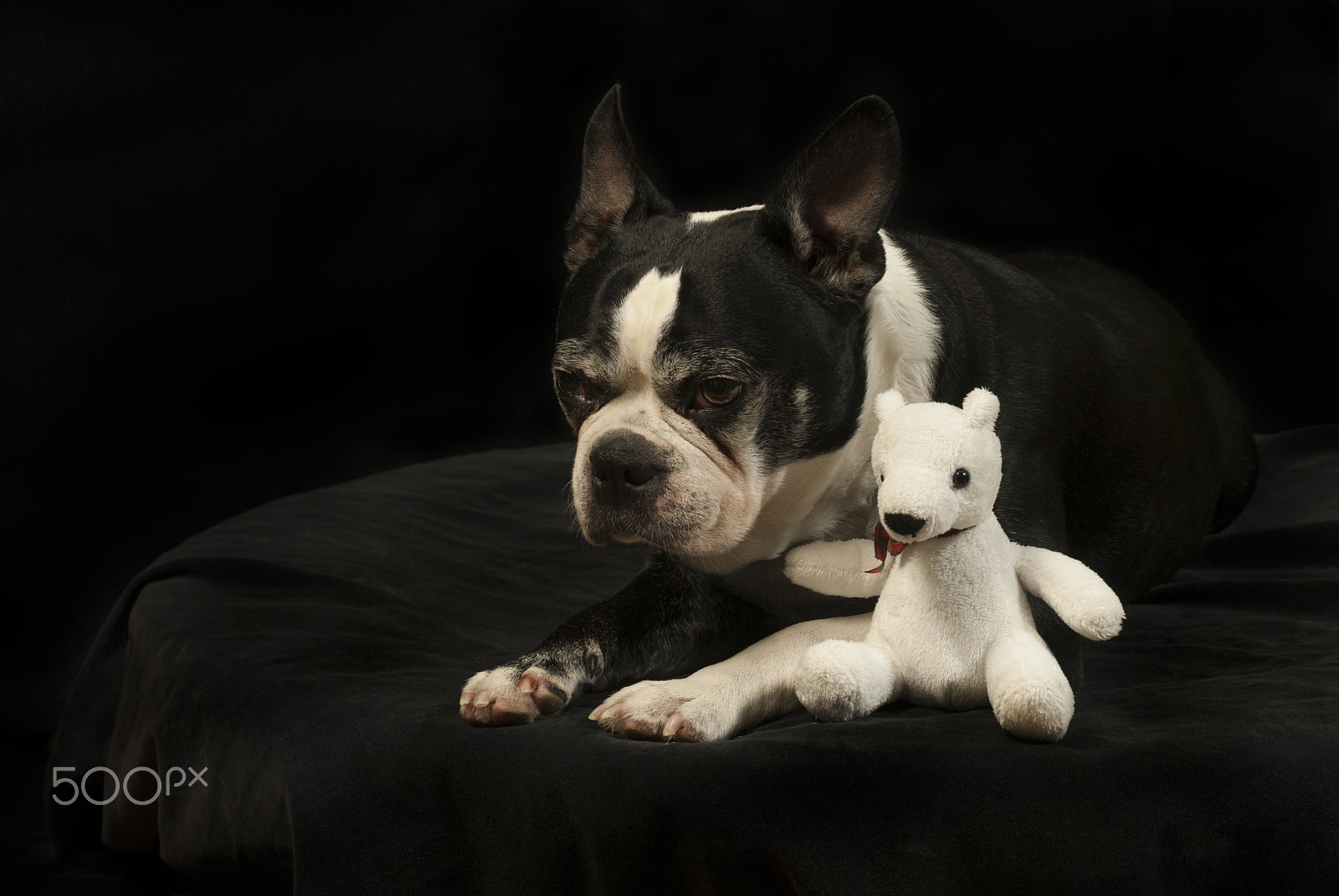 Nikon D200 + AF Zoom-Nikkor 35-70mm f/2.8D sample photo. Christmas with a boston terrier dog photography