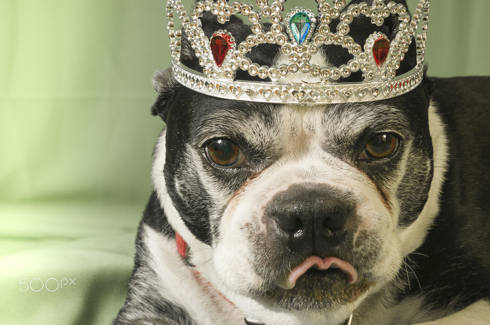 Nikon D300 + AF Zoom-Nikkor 35-70mm f/2.8D sample photo. Christmas with a boston terrier dog photography