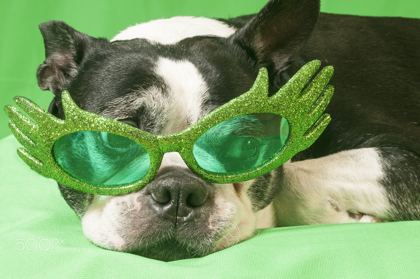 Nikon D300 + AF Zoom-Nikkor 35-70mm f/2.8D sample photo. Christmas with a boston terrier dog photography