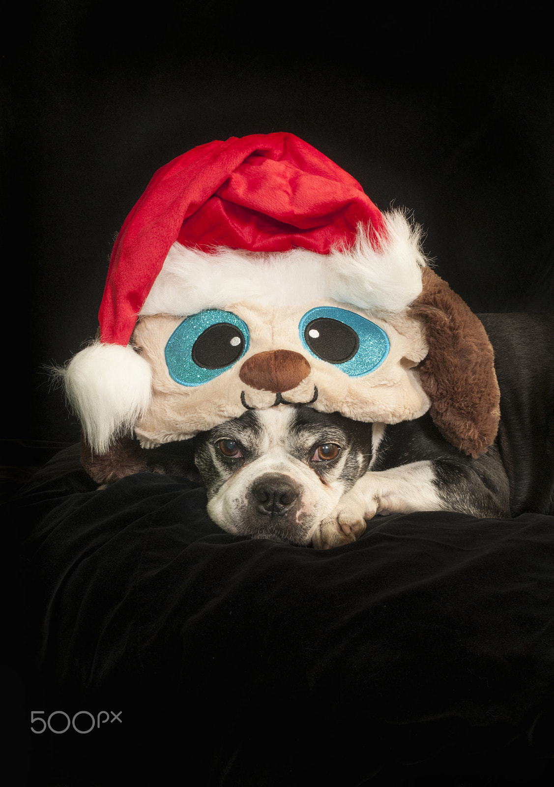 Nikon D300 + AF Zoom-Nikkor 35-70mm f/2.8D sample photo. Christmas with a boston terrier dog photography
