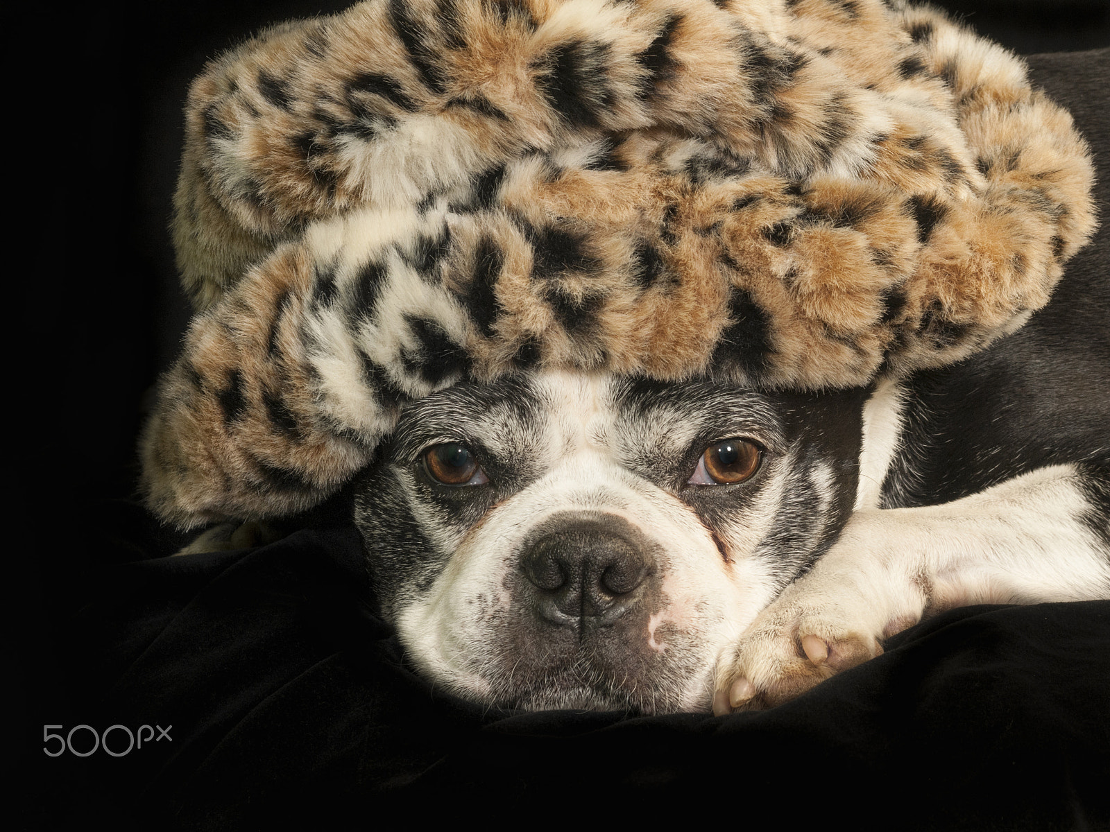 Nikon D300 + AF Zoom-Nikkor 35-70mm f/2.8D sample photo. Christmas with a boston terrier dog photography