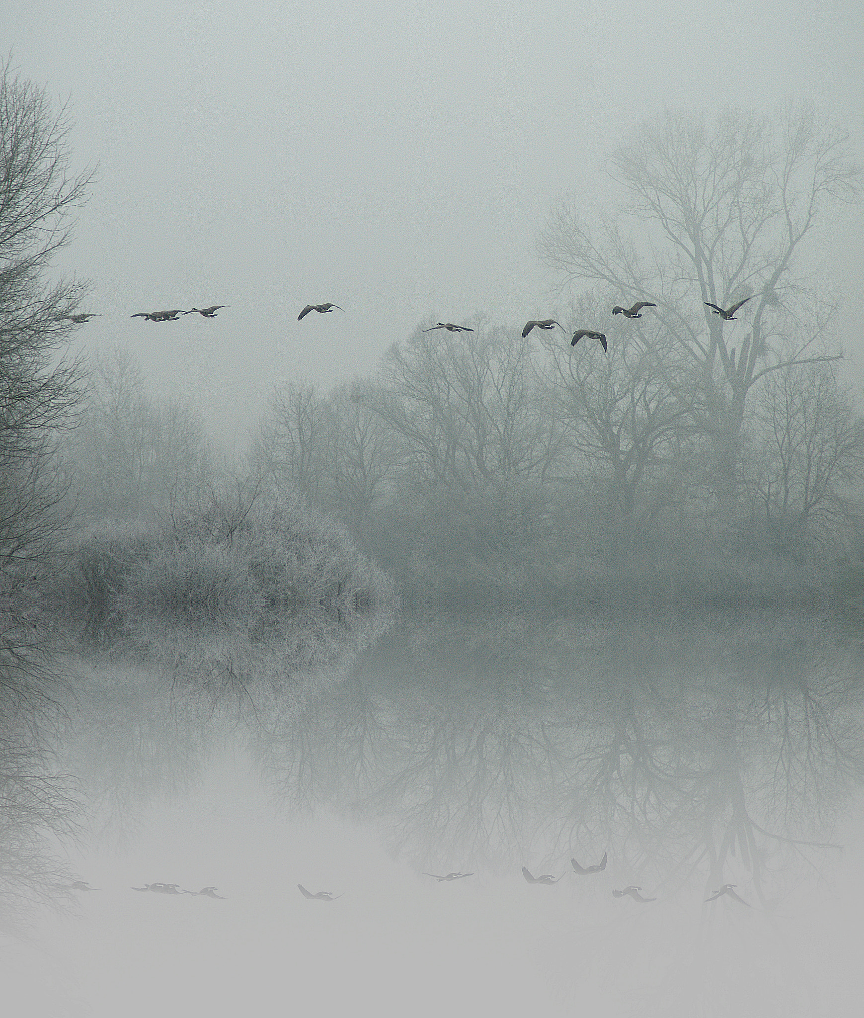 Sony Alpha DSLR-A290 sample photo. Flight of canada geese photography