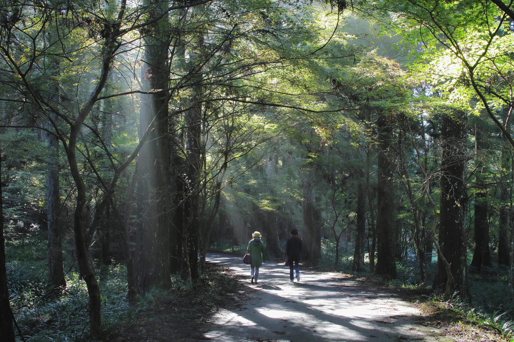 Sigma 28mm f/1.8 DG Macro EX sample photo. …散歩道。 photography