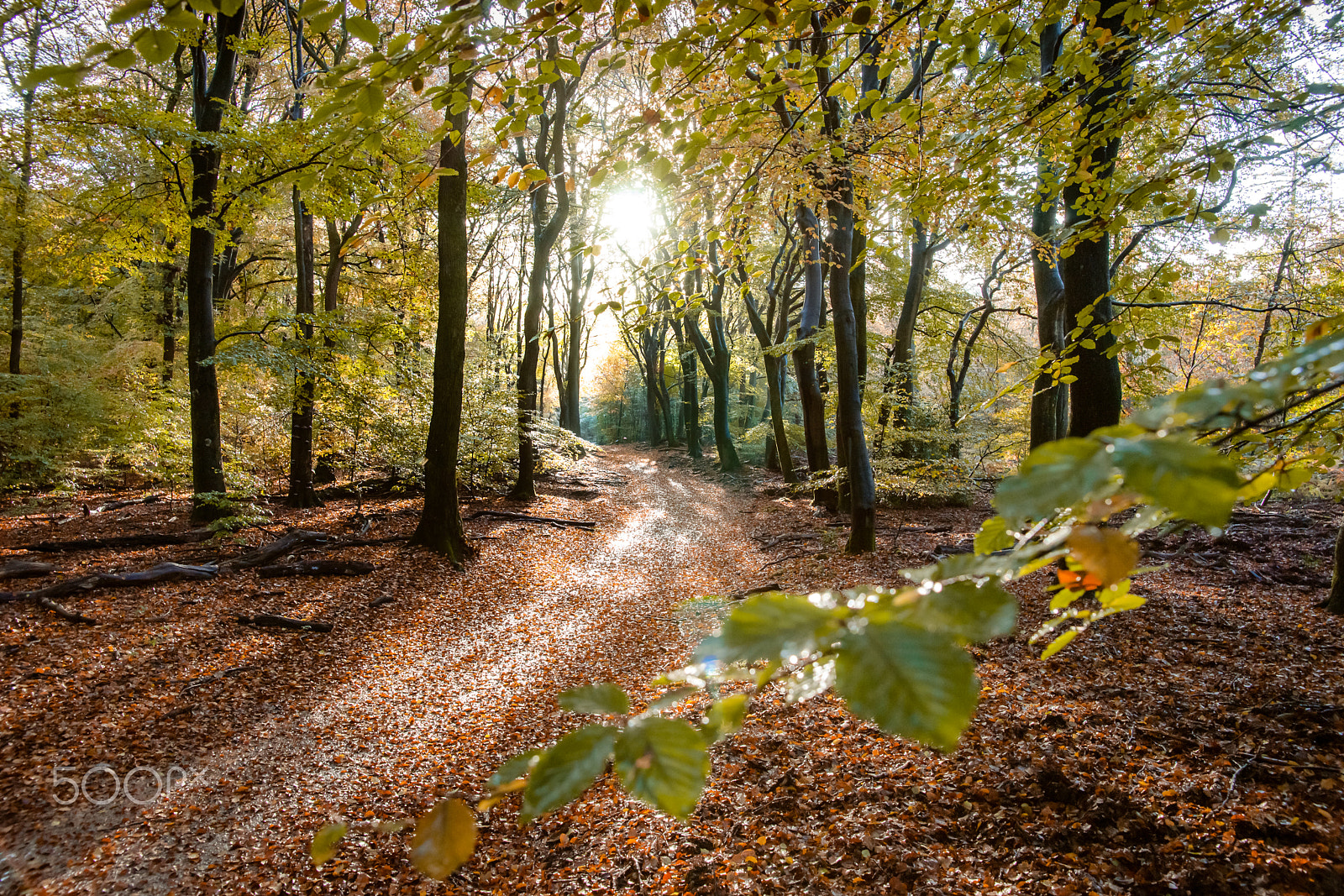 Sony Alpha DSLR-A900 sample photo. Sunflair on footpath at forest in autumn season, netherlands photography
