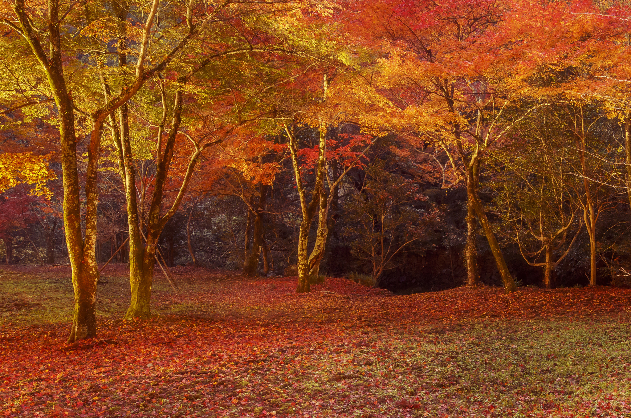Canon EOS 6D sample photo. Autumn leaves photography