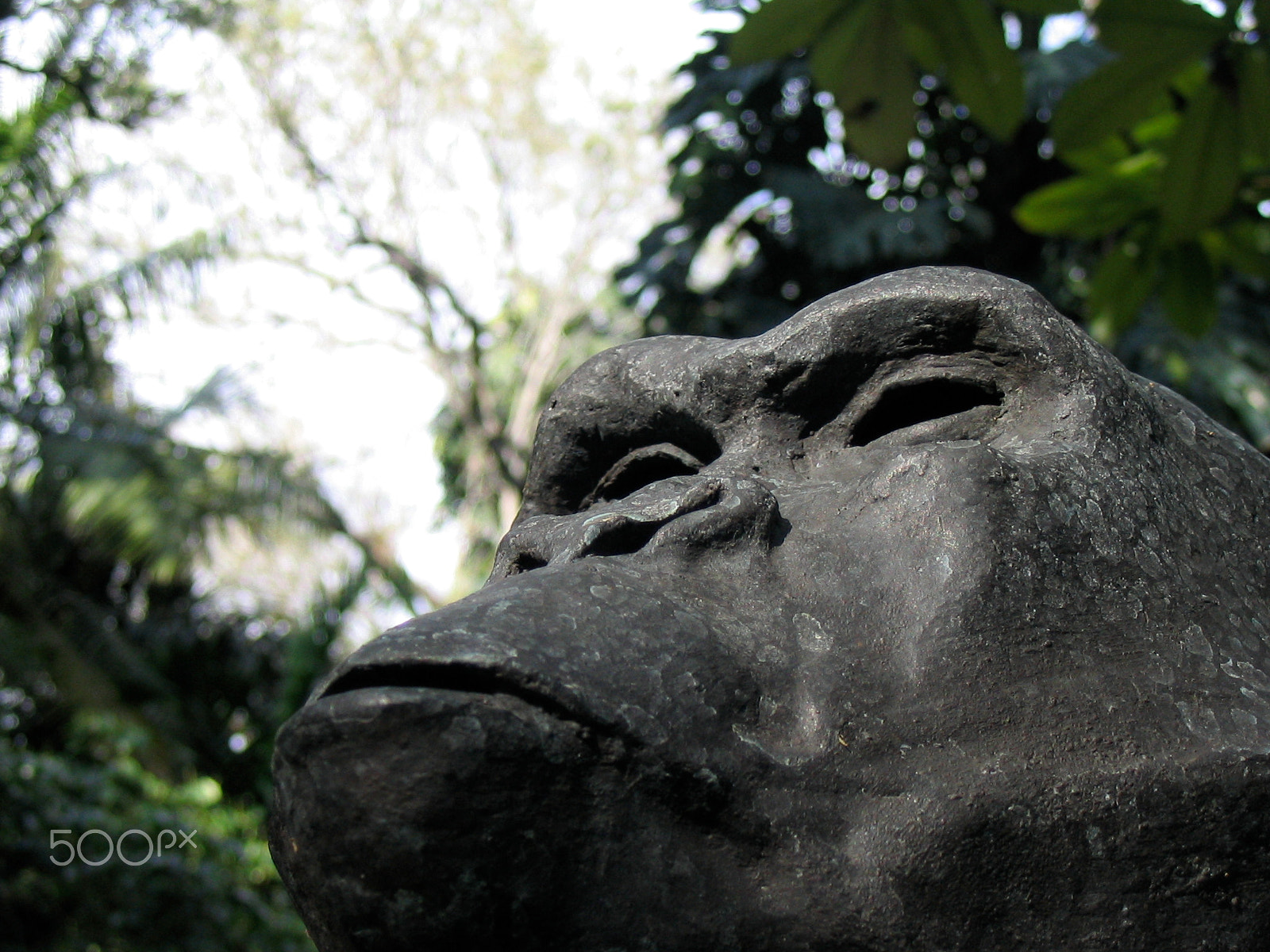 Canon POWERSHOT A70 sample photo. Stoic gorilla photography
