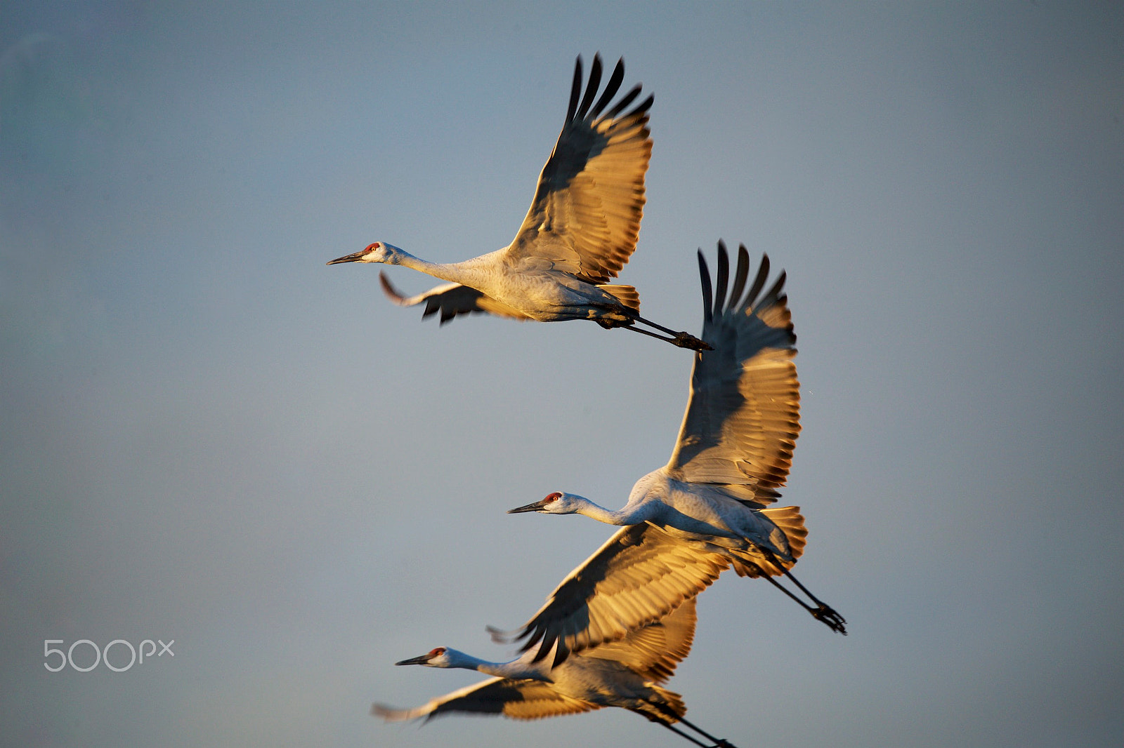 Canon EF 200-400mm F4L IS USM Extender 1.4x sample photo. Flight of three photography