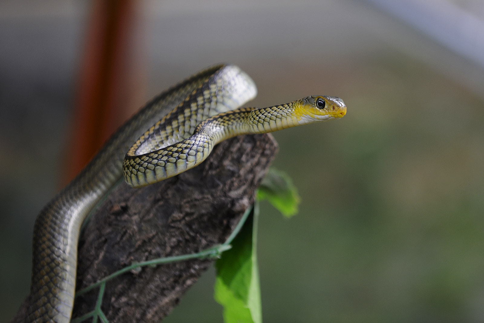 Nikon D3X sample photo. 无题 photography