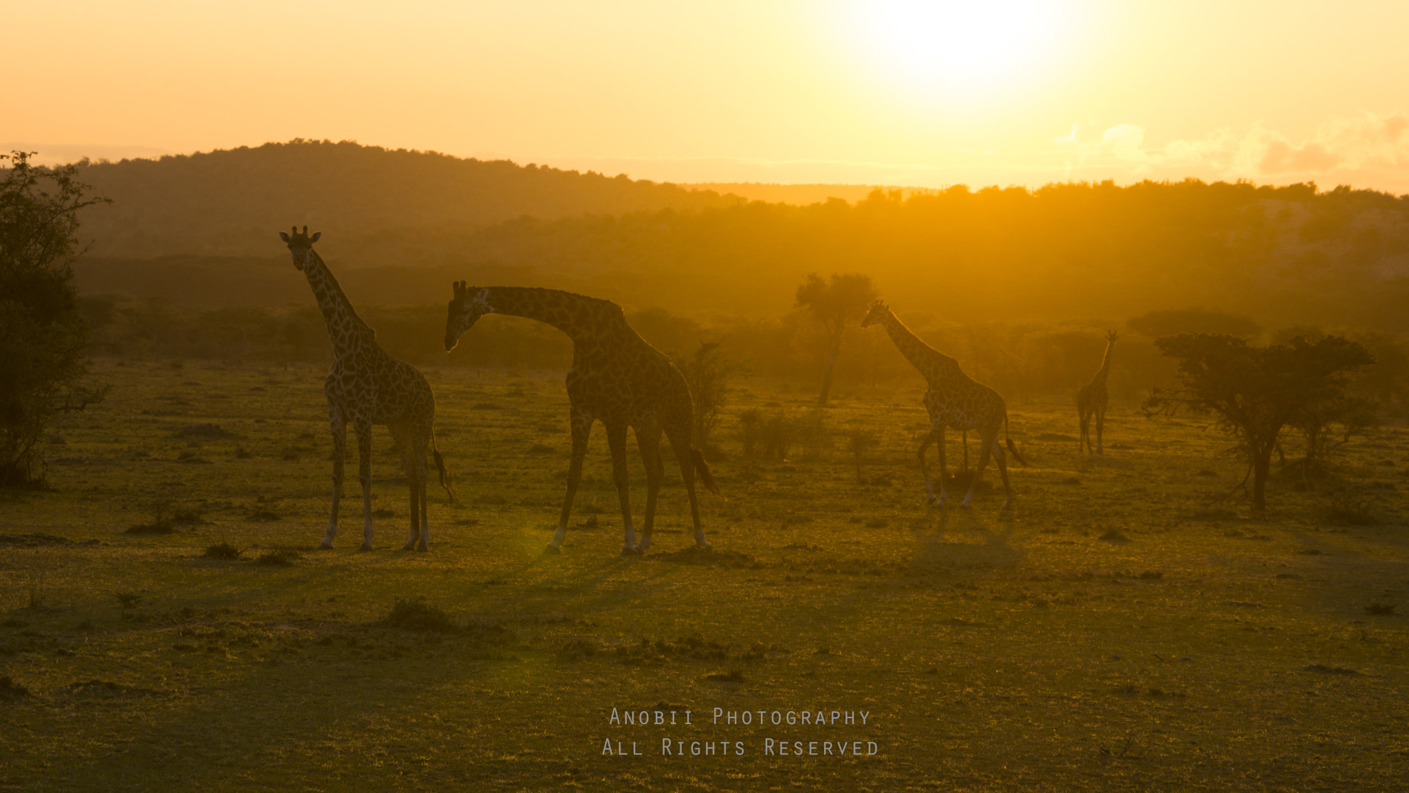 Sony Alpha NEX-7 sample photo. Sunset in wild with giraffe photography