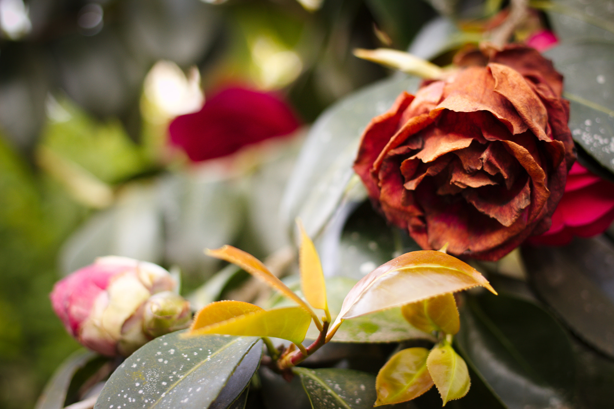 Canon EOS 100D (EOS Rebel SL1 / EOS Kiss X7) + Canon EF 40mm F2.8 STM sample photo. Roses are... photography