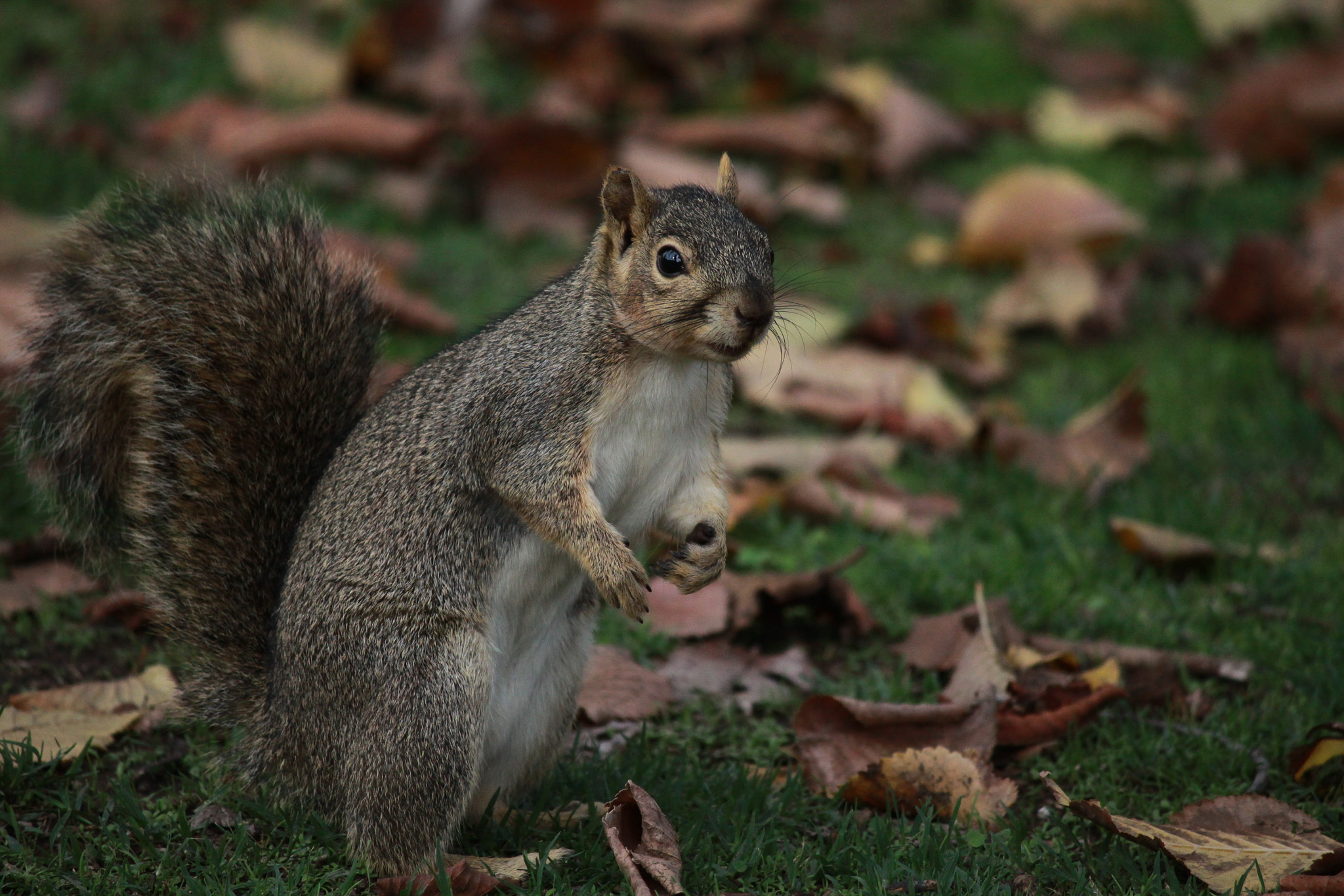 Canon EF-S 55-250mm F4-5.6 IS II sample photo. American squirrel photography