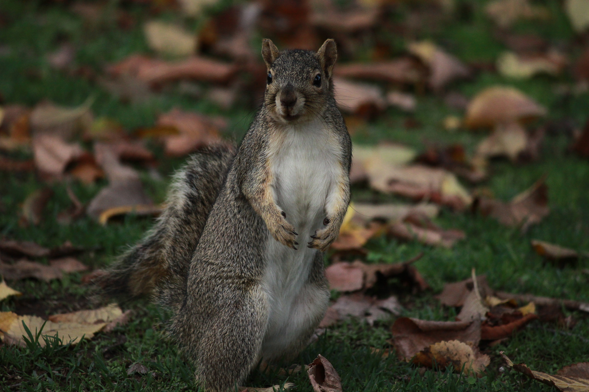 Canon EF-S 55-250mm F4-5.6 IS II sample photo. American squirrel photography