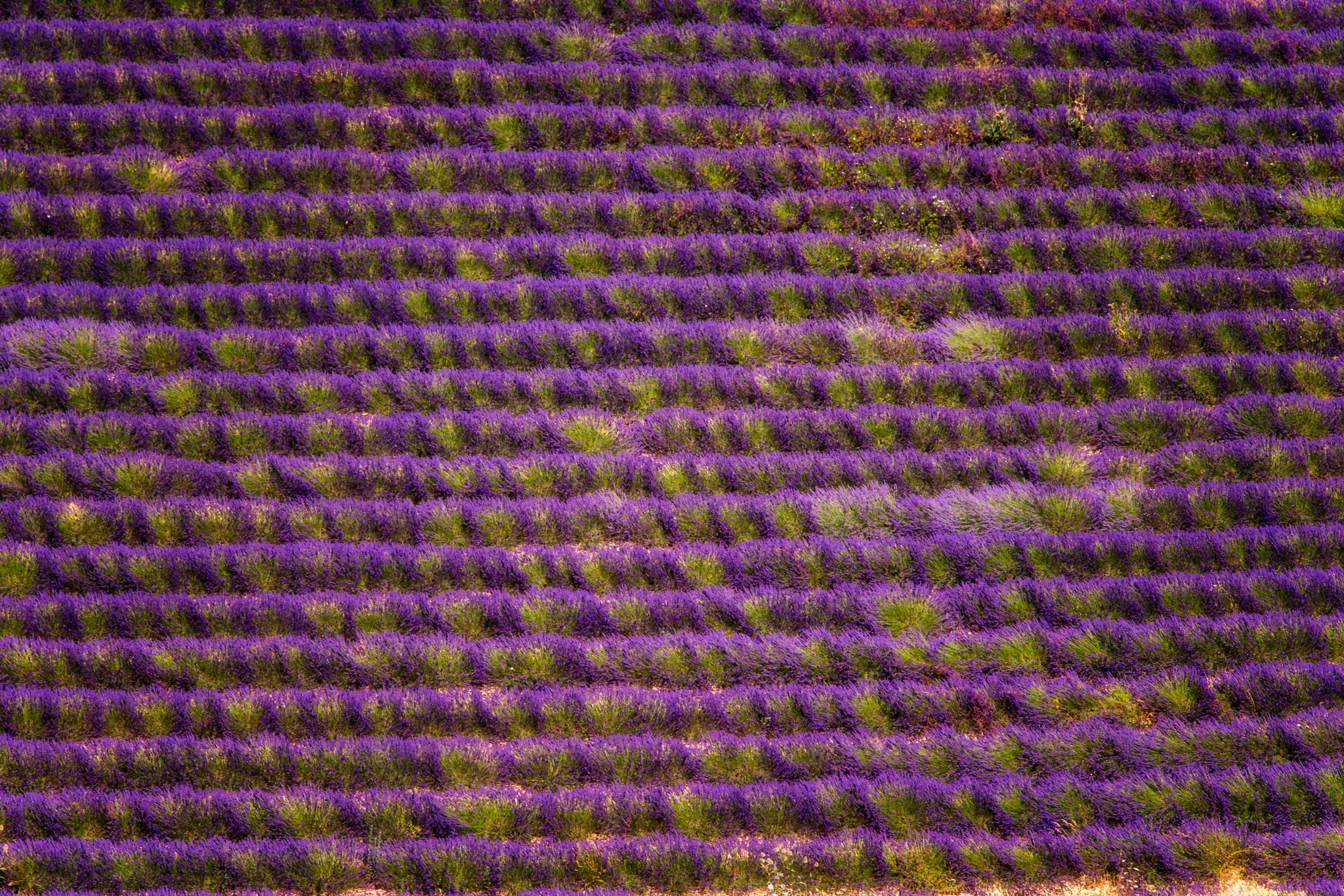 Nikon D5 sample photo. Lavender field photography